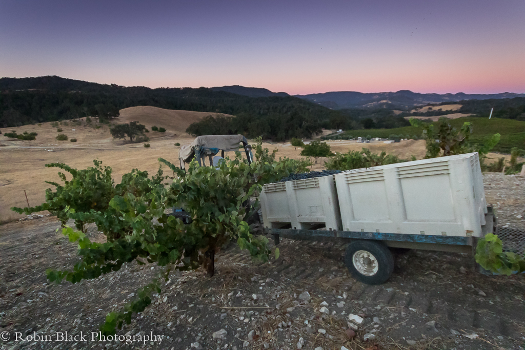 Down the hill and back to the winery, the tractor departs with the bins of fruit.