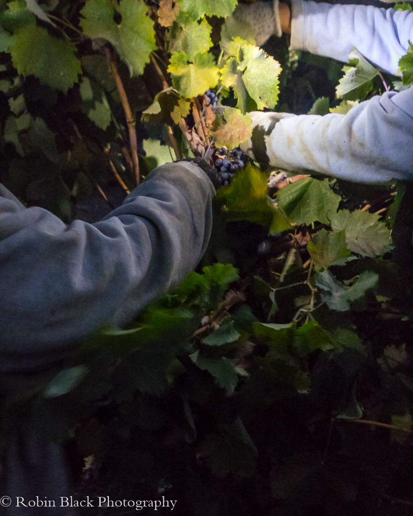 Hands making quick work of Mourvèdre cluters, lit only by headlamp
