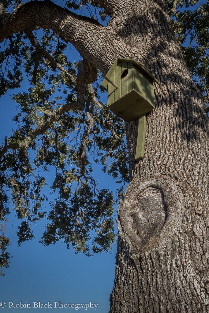 Owl boxes in the vineyard brings in environmentally friendly rodent control